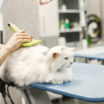 Vet combs a white fluffy cat with a green brush